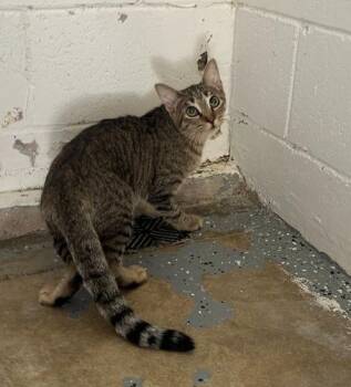 Kate -  Domestic Short Hair Cat for Adoption in Ontario, California - Kate | PetCurious