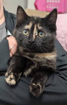 Domestic Short Hair Cats Available for Adoption - TOFFEE | PetCurious