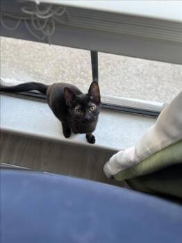 NINA -  Domestic Short Hair Cat for Adoption in Las Vegas, Nevada - NINA | PetCurious