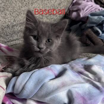Baseball -  Domestic Long Hair Cat for Adoption in Parkersburg, West Virginia - Baseball | PetCurious