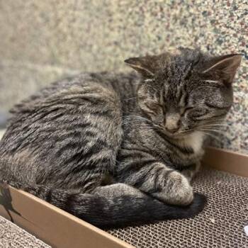 Pauline -  Domestic Short Hair Cat for Adoption in Merriam, Kansas - Pauline | PetCurious