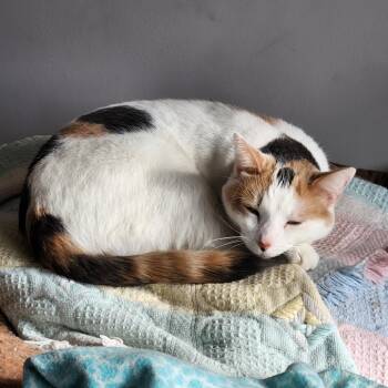 Rescue Domestic Short Hair Cats for Adoption in Oak Grove, Minnesota - Paisley | PetCurious