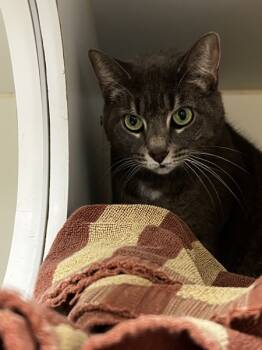 Rescue Domestic Short Hair Cats for Adoption in Columbus, Ohio - Angella | PetCurious