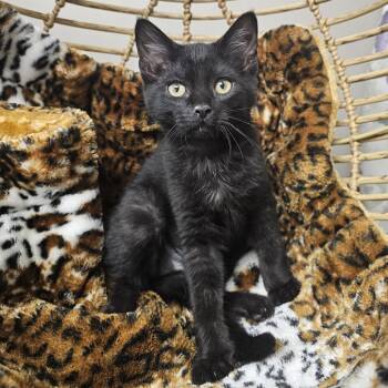 Snap -  Domestic Short Hair Cat for Adoption in Monroe, Michigan - Snap | PetCurious