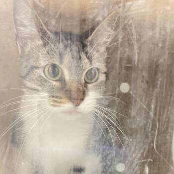 Cruella -  Domestic Short Hair Cat for Adoption in Philadelphia, Pennsylvania - Cruella | PetCurious