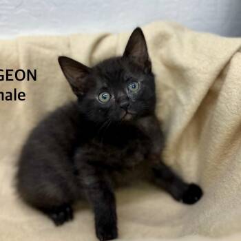 Rescue Domestic Short Hair Cats for Adoption in Sonora, California - Pigeon | PetCurious