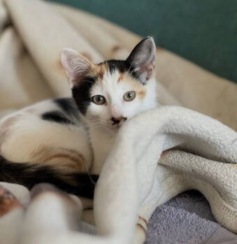 Rescue Domestic Short Hair Cats for Adoption in Walled Lake, Michigan - Sweet Girl | PetCurious