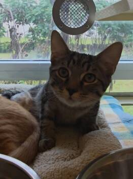 Rescue Domestic Short Hair Cats for Adoption in Chesapeake, Virginia - Rafiki | PetCurious