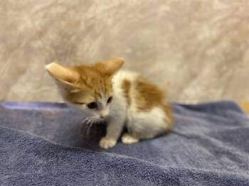 ROMEO -  Domestic Short Hair Cat for Adoption in Modesto, California - ROMEO | PetCurious