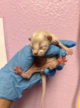 Domestic Short Hair Cats Available for Adoption in El Paso, Texas - 60865707 | PetCurious