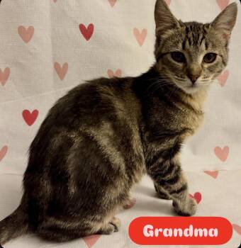 Domestic Medium Hair Cats Available for Adoption - Grandma | PetCurious