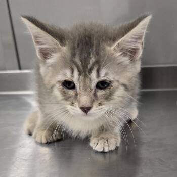 Bashfull -  Domestic Short Hair Cat for Adoption in Washburn, Missouri - Bashfull | PetCurious