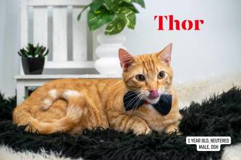 Thor -  Domestic Short Hair Cat for Adoption in Sevierville, Tennessee - Thor | PetCurious