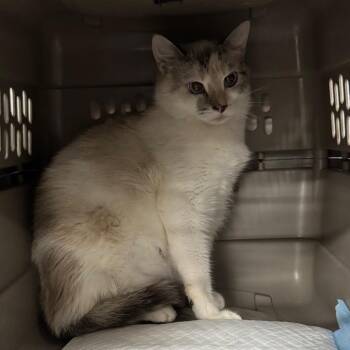 Domestic Short Hair Cats Available for Adoption in Salt Lake City, Utah - Belle | PetCurious