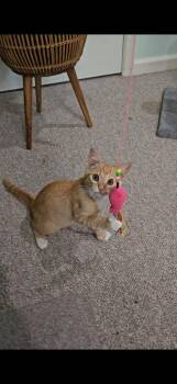 Haydon -  Domestic Short Hair Cat for Adoption in Manchester, Tennessee - Haydon | PetCurious