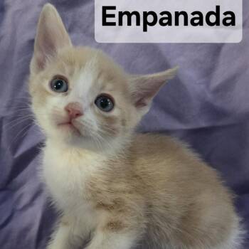 Empanada -  Domestic Short Hair Cat for Adoption in Webster, Texas - Empanada | PetCurious