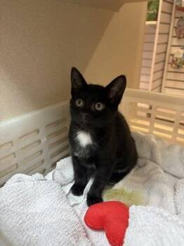 91932a Minicat -  Domestic Short Hair Cat for Adoption in North Charleston, South Carolina - 91932a Minicat | PetCurious