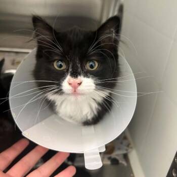 Liz Taylor -  Domestic Long Hair Cat for Adoption in Clavet, Saskatchewan - Liz Taylor | PetCurious