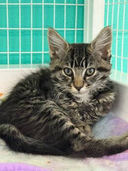26-25 Clyde -  Domestic Medium Hair Cat for Adoption in St. Helens, Oregon - 26-25 Clyde | PetCurious