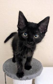 Guiness -  Domestic Medium Hair Cat for Adoption in San Antonio, Texas - Guiness | PetCurious
