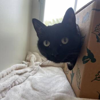 Faye -  Domestic Short Hair Cat for Adoption in Saint Charles, Missouri - Faye | PetCurious