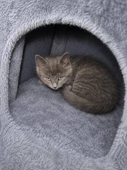 Domestic Long Hair Cats Available for Adoption in Rio Linda, California - Daphne | PetCurious