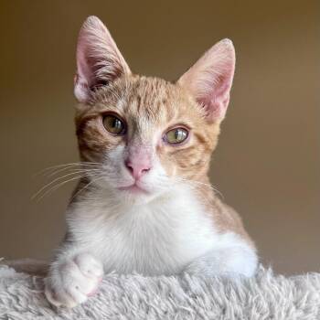 Theo -  Domestic Short Hair Cat for Adoption in Houston, Texas - Theo | PetCurious
