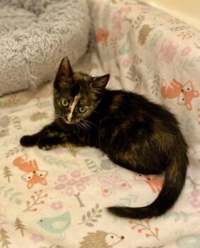 Londyn RC -  Domestic Short Hair Cat for Adoption in Greenville, South Carolina - Londyn RC | PetCurious