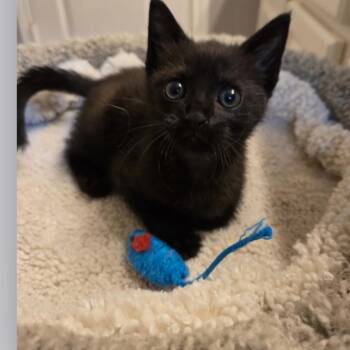 Bernadette -  Domestic Short Hair Cat for Adoption in Houston, Texas - Bernadette | PetCurious