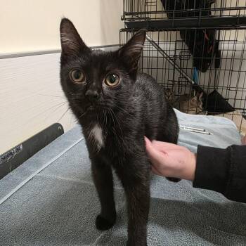 Cozy -  Domestic Short Hair Cat for Adoption - Cozy | PetCurious