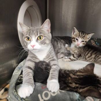 Wendy -  Domestic Short Hair Cat for Adoption in Evensville, Tennessee - Wendy | PetCurious