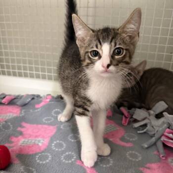 Linkin Park -  Domestic Short Hair Cat for Adoption in San Antonio, Texas - Linkin Park | PetCurious