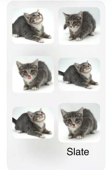 Slate -  Domestic Short Hair Cat for Adoption in Cromwell, Kentucky - Slate | PetCurious