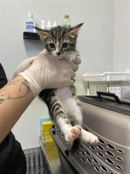Doritos Locos -  Domestic Short Hair Cat for Adoption in West Chester, Pennsylvania - Doritos Locos | PetCurious