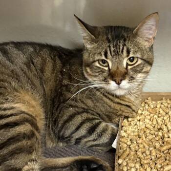 Geordie -  Domestic Short Hair Cat for Adoption in Yuma, Arizona - Geordie | PetCurious