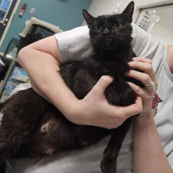 Rescue Domestic Short Hair Cats for Adoption in Fredericksburg, Virginia - Soleah | PetCurious