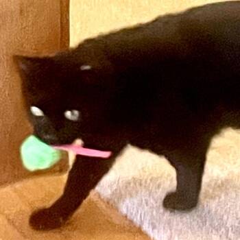 Bella -  Domestic Short Hair Cat Available for Adoption in Traverse City, Michigan - Bella | PetCurious
