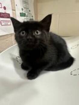 String Cheese -  Domestic Short Hair Cat for Adoption in Manitowoc, Wisconsin - String Cheese | PetCurious