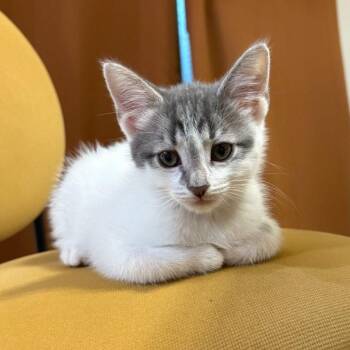 Misty (bonded w/ Snowy) -  Domestic Short Hair Cat for Adoption in Oakland, California - Misty (bonded W/ Snowy) | PetCurious