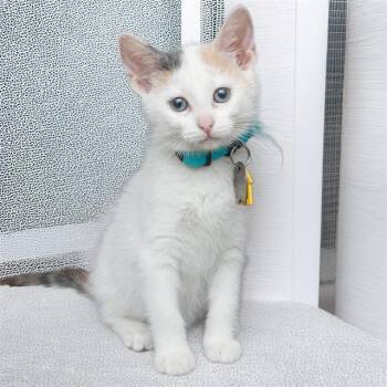 NIRVANA -  Domestic Short Hair Cat for Adoption in St. Louis, Missouri - NIRVANA | PetCurious
