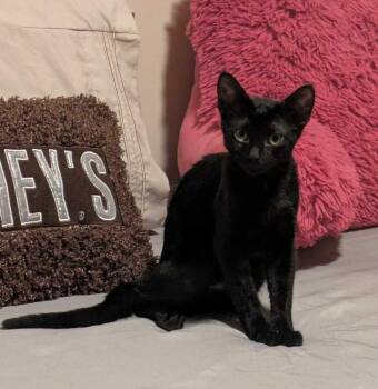 Franklin -  Domestic Short Hair Cat for Adoption in Milltown, New Jersey - Franklin | PetCurious