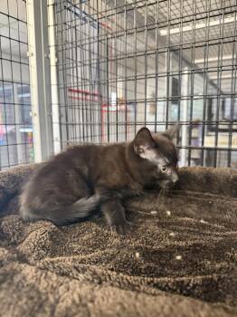 Obsidian -  Domestic Short Hair Cat for Adoption in Stockton, California - Obsidian | PetCurious