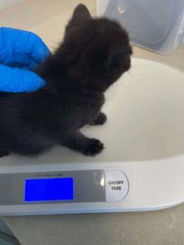 Twist -  Domestic Short Hair Cat for Adoption in Mcminnville, Oregon - Twist | PetCurious