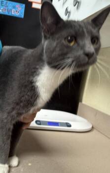 Nightshade -  Domestic Short Hair Cat for Adoption in Salisbury, Maryland - Nightshade | PetCurious