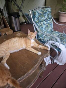 Rescue Domestic Short Hair Cats for Adoption in Greenville, South Carolina - Blondie AP | PetCurious