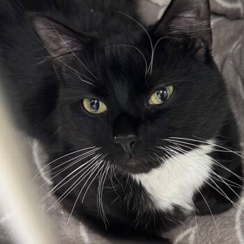 Domestic Short Hair and Tuxedo Cats Available for Adoption in Winchendon, Massachusetts - Storm-Shadow | PetCurious