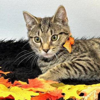 Rescue Domestic Short Hair Cats for Adoption in Kerrville, Texas - Stevie | PetCurious