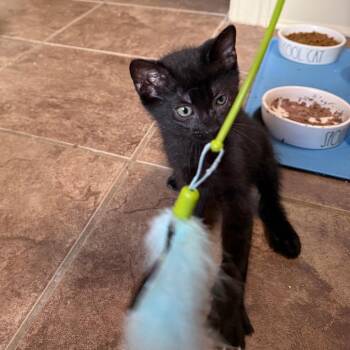 Sabo 13 -  Domestic Short Hair Cat for Adoption in Austin, Texas - Sabo 13 | PetCurious