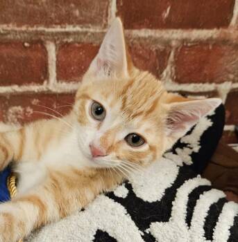 Rogue 5150 -  Domestic Short Hair Cat for Adoption in Bonsall, California - Rogue 5150 | PetCurious