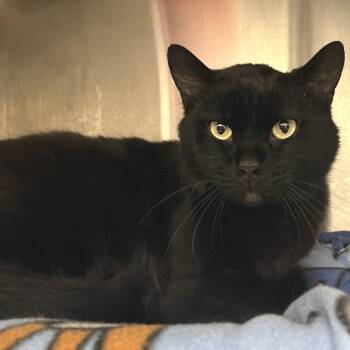 Domestic Short Hair and Mixed Breed Cats Available for Adoption in Fort Wayne, Indiana - Tom Petty | PetCurious
